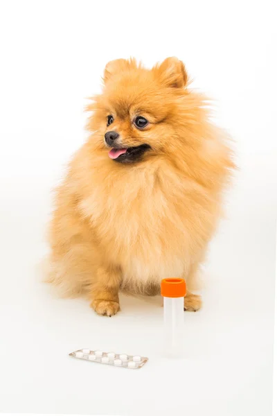 Pomeranian dog isolated on white with empty container and pills — Stock Photo, Image