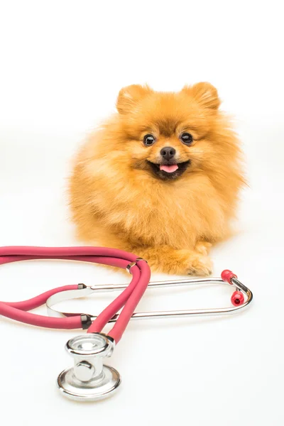 Pomeranian dog isolated on white with red phonendoscope — Stock Photo, Image