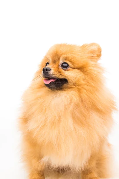 Pommerscher Hund isoliert auf weißem Grund — Stockfoto