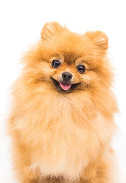 Perro pomerano aislado en blanco —  Fotos de Stock