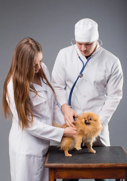 Phonendoscope holding pomeranian köpek ile iki veterinerler