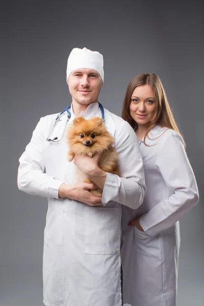 Two vets with phonendoscope holding cute pomeranian dog — Stock Photo, Image