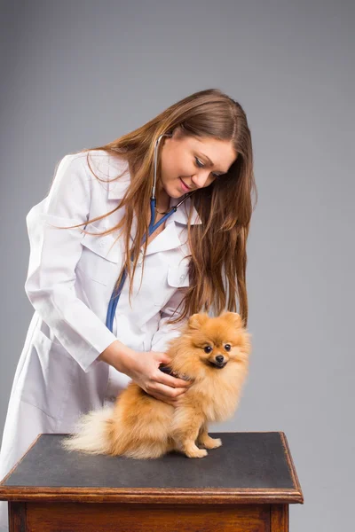 Smiling female vet with phonendoscope holding cute pomeranian do — Stock Photo, Image