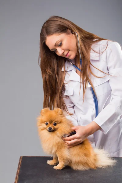Smiling female vet with phonendoscope holding cute pomeranian do — Stock Photo, Image