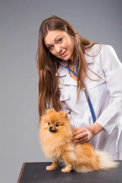 Smiling female vet with phonendoscope holding cute pomeranian do — Stock Photo, Image