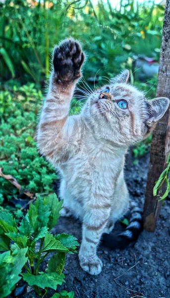 Gato gris —  Fotos de Stock