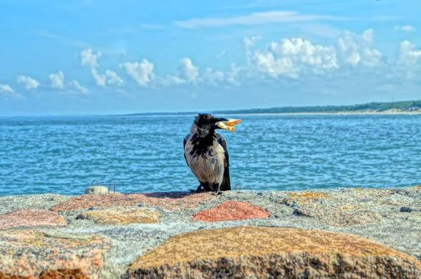 Crow — Stock Photo, Image