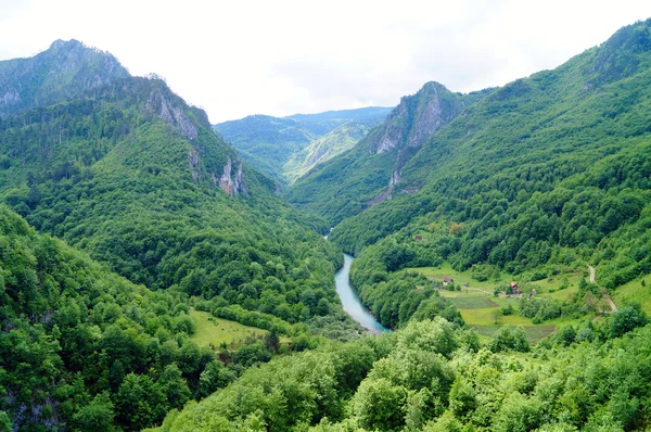 Каньйон річки тара — стокове фото