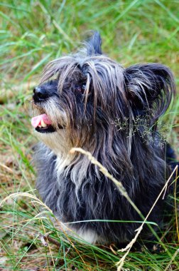 Küçük köpek çimenlerde oturan