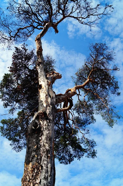 Bir heykel gibi eski ağaç dalları yaymak