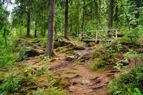 Monrepos Park. Orman yolları