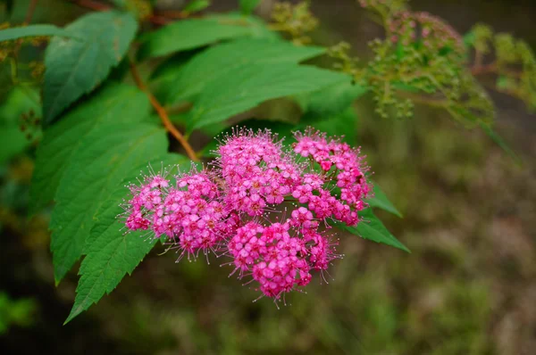 Bahçedeki güzel pembe çiçek