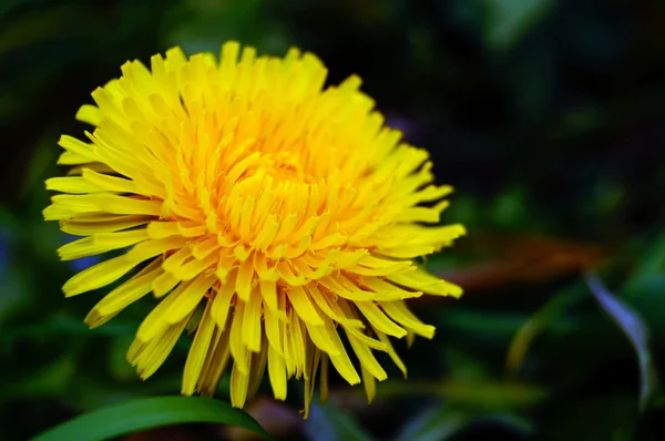 Sarı karahindiba bir alanda büyüyen