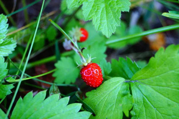 Fragole succose che crescono in un campo Immagine Stock