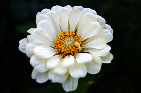 Bahçedeki güzel çiçek