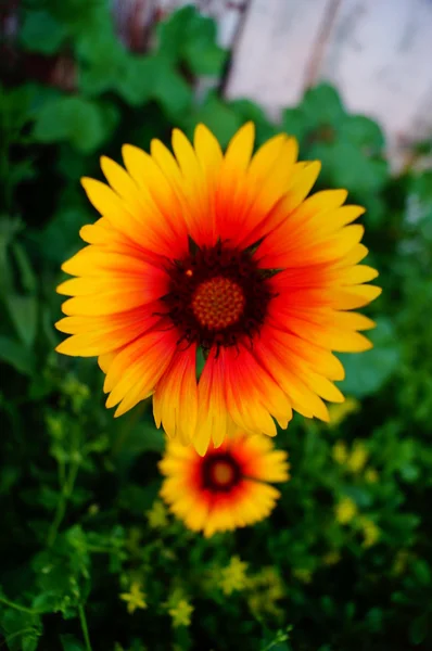 Bahçedeki güzel çiçek