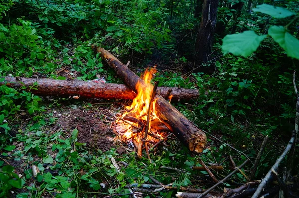 Een brand in het bos — Stockfoto