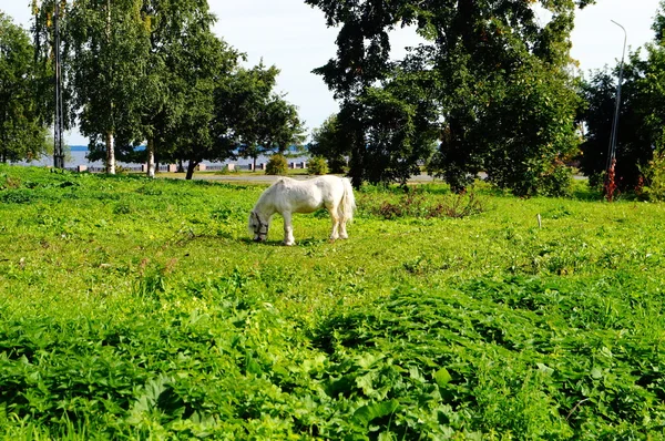 Прекрасная белая лошадь, пасущаяся на лугу — стоковое фото