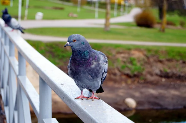 Pigeon sitting on the railing of the bridge in the park — Stock Photo, Image