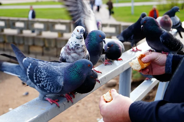 Nutrire i piccioni nel parco Foto Stock Royalty Free