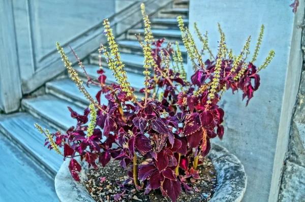 Topkapı Sarayı avlusu