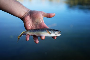 Brook alabalık (Salvelinus fontinalis) el
