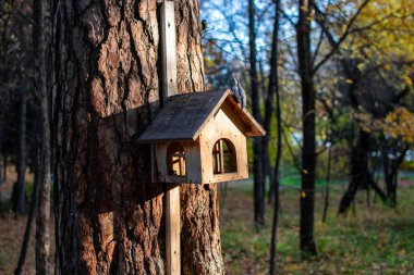 Kuşlarla dolu bir ağaçtaki kuş evi. Sonbahar ormanı. Fotoğraf seçici odak ve gürültü efektiyle çekildi