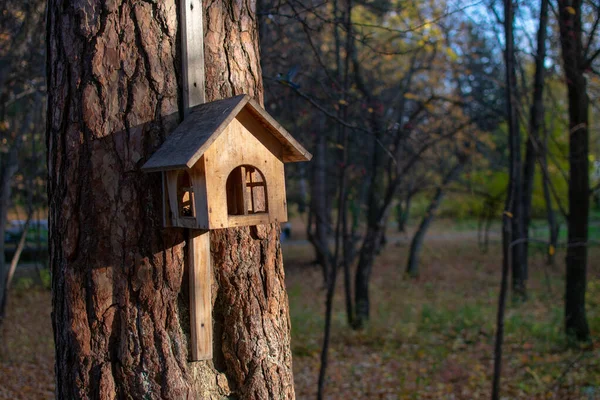 Nichoir Sur Arbre Avec Des Oiseaux Forêt Automne Photo Prise — Photo