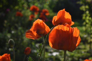 Kırmızı çiçekler, gelincikler. Yaz günü. Fotoğraf seçici bir odak ile çekildi.