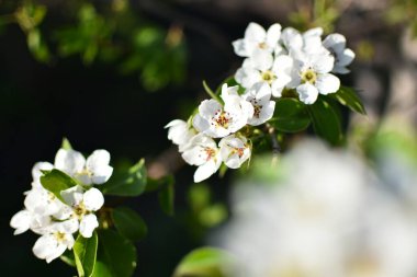 Elma ağacının güzel bir dalı. Güneşli bir bahar günü. Çiçekler bir dalda çiçek açtı. Seçici odaklı sianto fotoğrafı