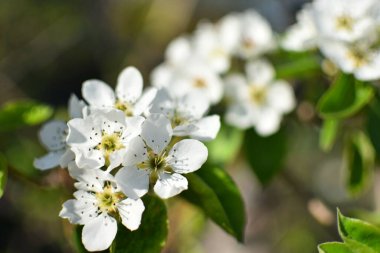 Elma ağacının güzel bir dalı. Güneşli bir bahar günü. Çiçekler bir dalda çiçek açtı. Seçici odaklı sianto fotoğrafı