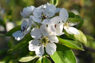 Elma ağacının güzel bir dalı. Güneşli bir bahar günü. Çiçekler bir dalda çiçek açtı. Seçici odaklı sianto fotoğrafı