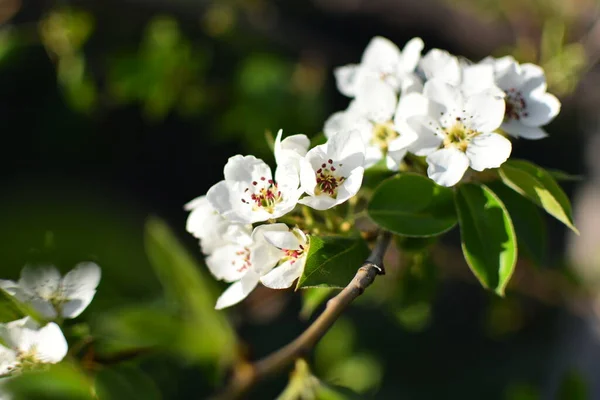 Hermosa Rama Manzano Soleado Día Primavera Flores Florecieron Una Rama —  Fotos de Stock