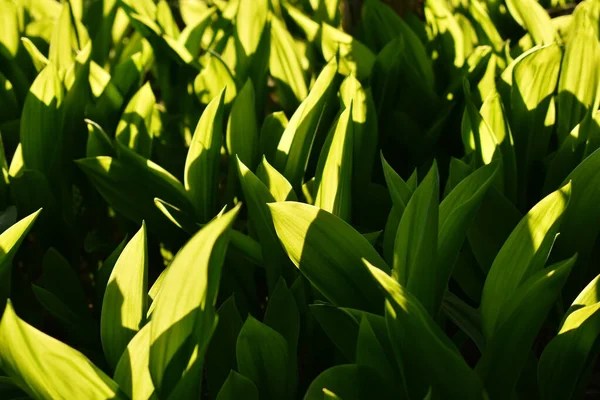 Texture Belles Feuilles Vertes Lis Vallée Convallaria Majalis Plante Forestière — Photo