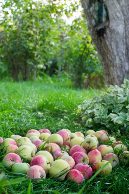 Elmalar bir ağacın altındaki yeşil çimlerin üzerinde yatar. Fotoğraf seçici odak ve gürültü efektiyle çekildi