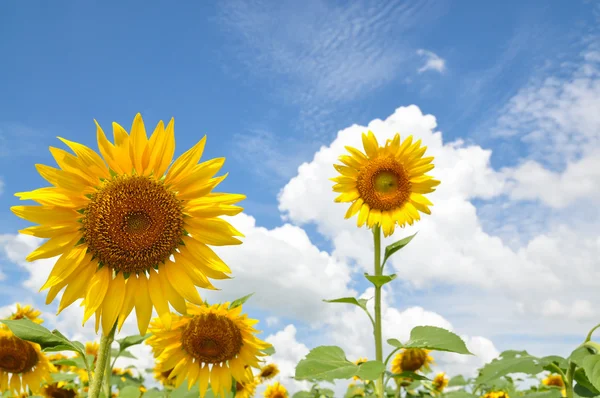 Ayçiçeği, sabah ışık Tayland.