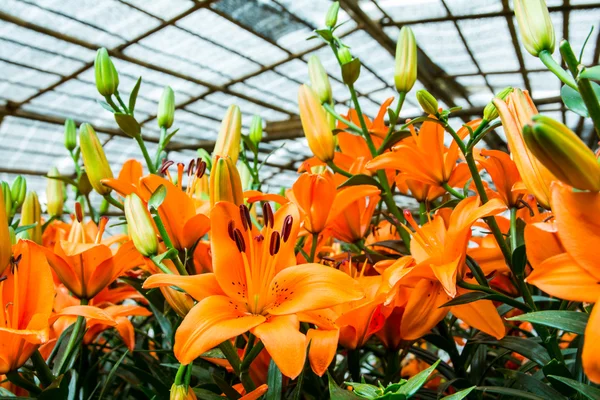 Turuncu lilyum güzelliği.