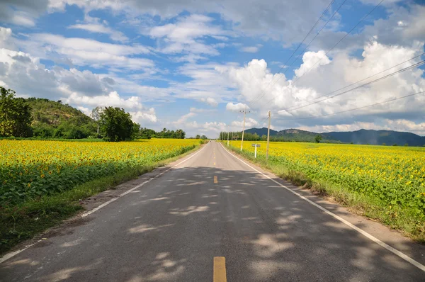 Ayçiçeği iki tarafı parlak mavi.