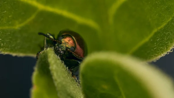 Scarabeo Dorato Posa Una Foglia Verde — Foto Stock