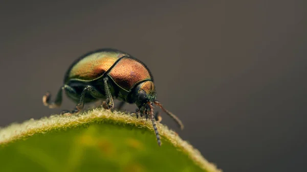 緑の葉にポーズをとる黄金のカブトムシ — ストック写真