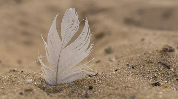 white feather on the sand
