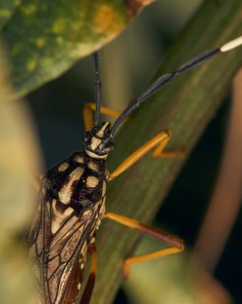 Geelpoot Insect Neergestreken Een Tak — Stockfoto