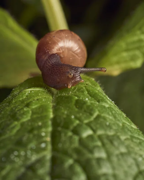 Slak Lopen Muntblad — Stockfoto