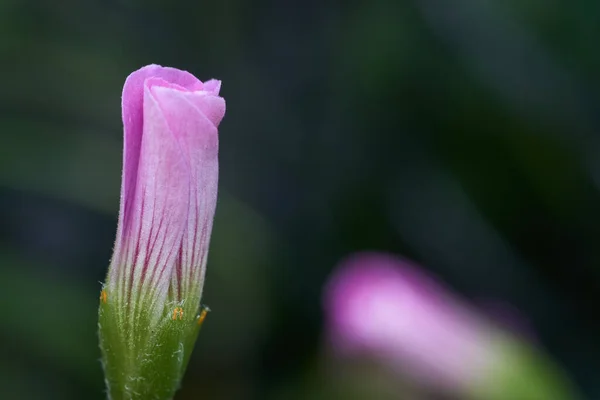 Kleine Geschlossene Rosa Blume Auf Grünem Hintergrund — Stockfoto