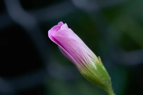 Kleine Geschlossene Rosa Blume Auf Grünem Hintergrund — Stockfoto