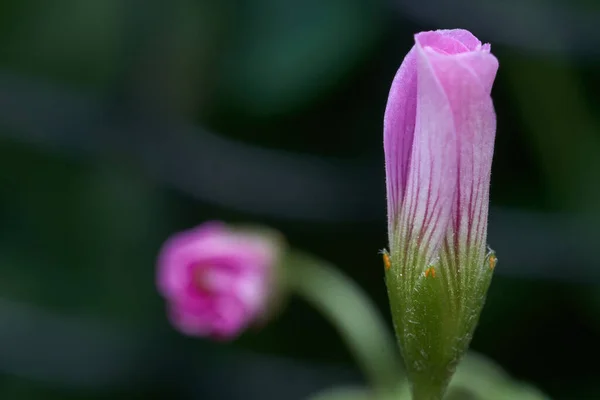 Pequeña Flor Rosa Cerrada Sobre Fondo Verde —  Fotos de Stock