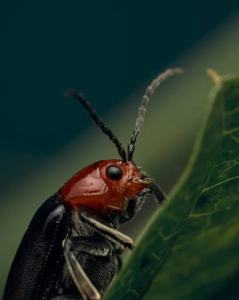 緑の葉に赤と黒のムブルーシャ虫 — ストック写真