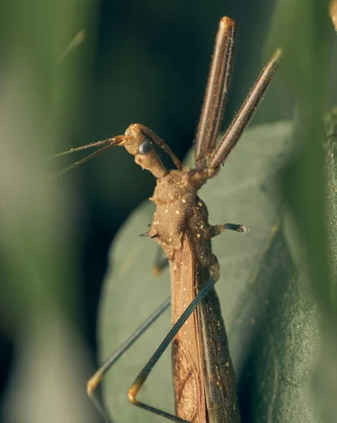 Bug Marrom Esbelto Folhas Verdes — Fotografia de Stock