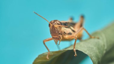 Mavi arka planlı kriket yaklaşık bir saat sürer.