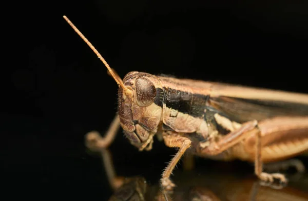 Grillon Environ Une Heure Feuille Fond Noir — Photo